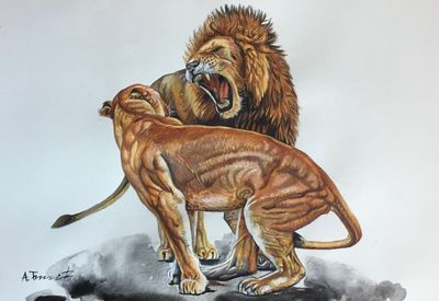 Lions 6