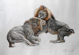 Lion Fight Drawing 2