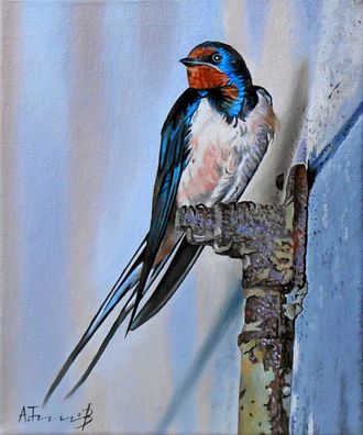 Swallow