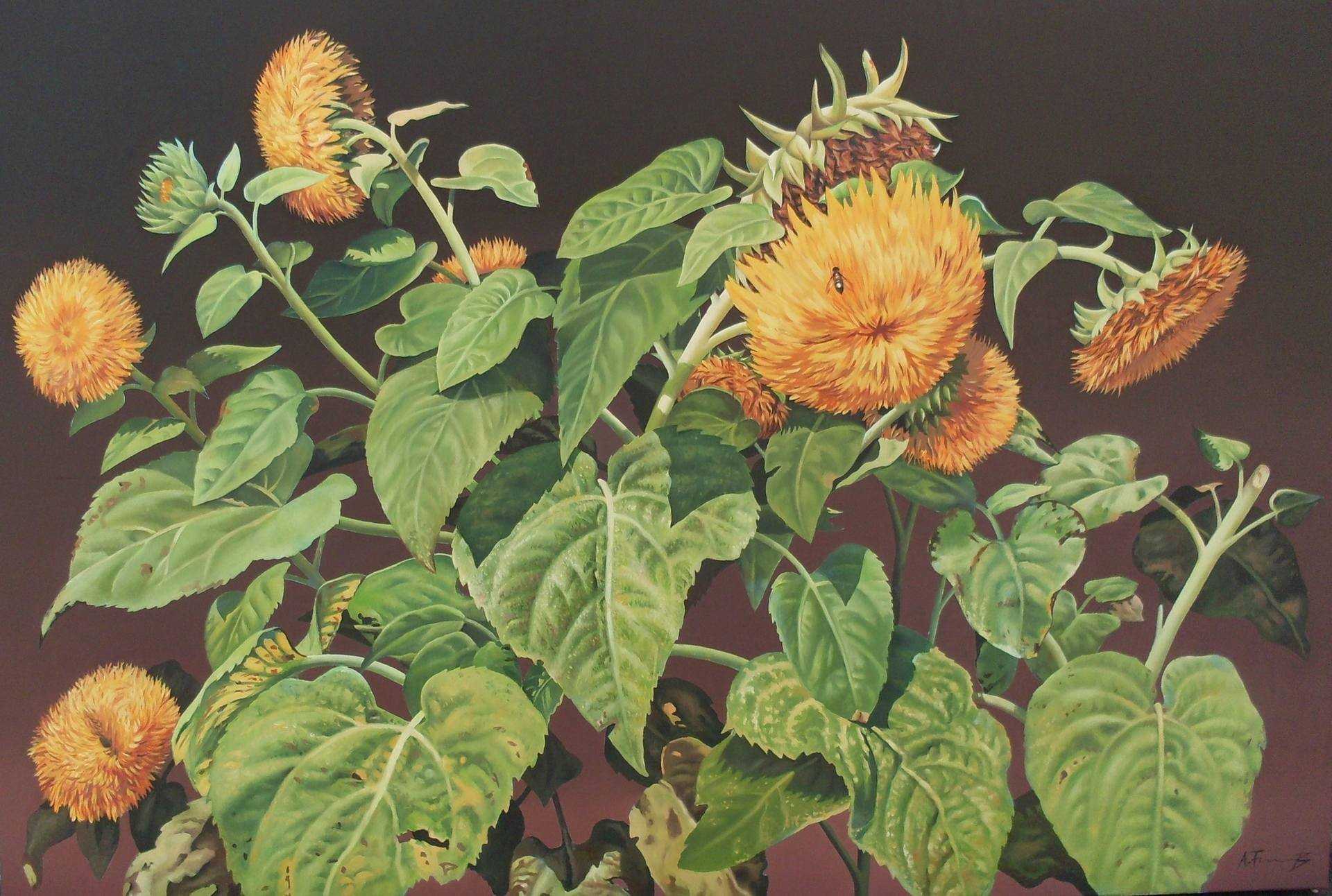 Sunflowers