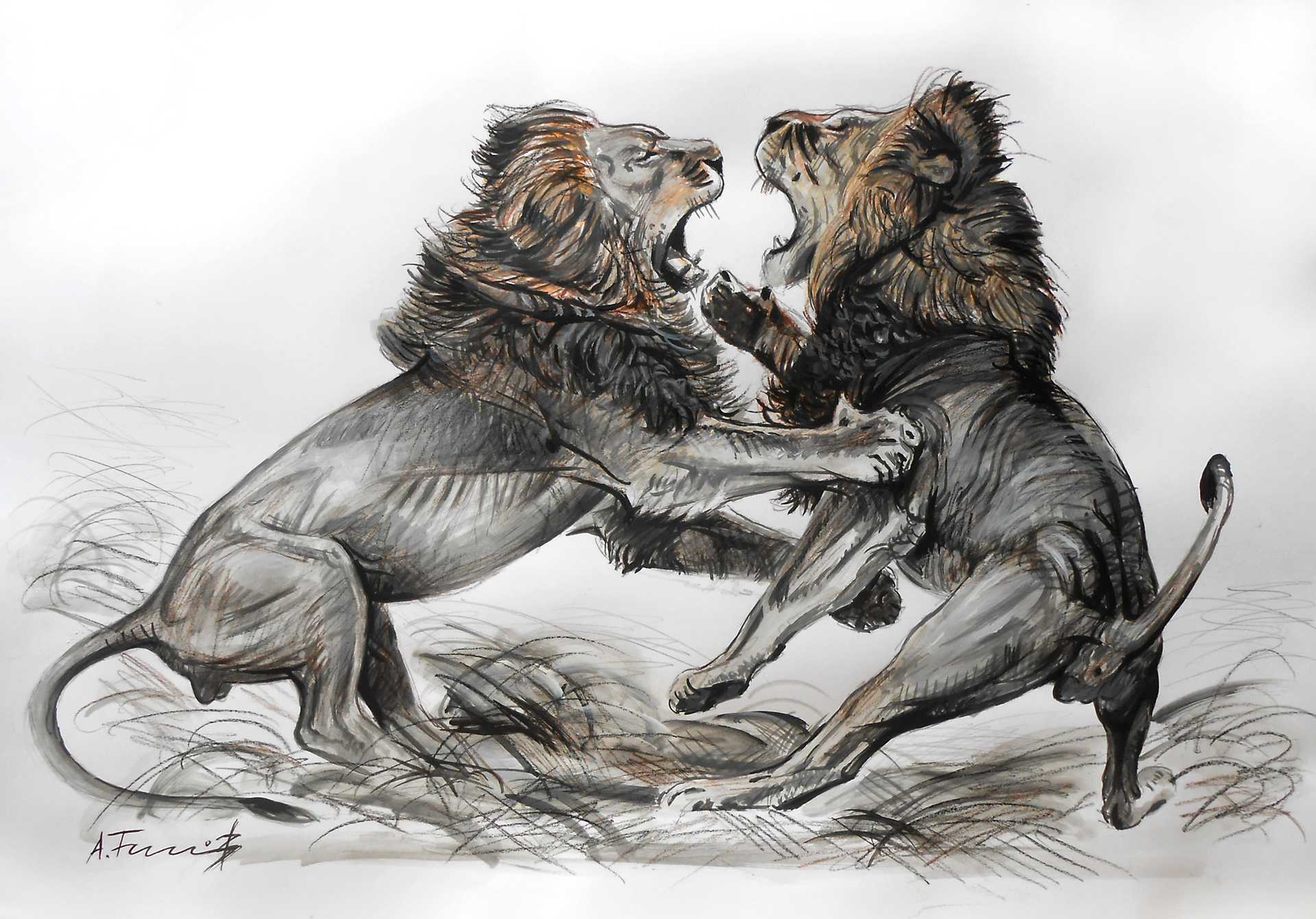 Lion Fight Drawing 1