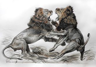 Lion Fight Drawing 1