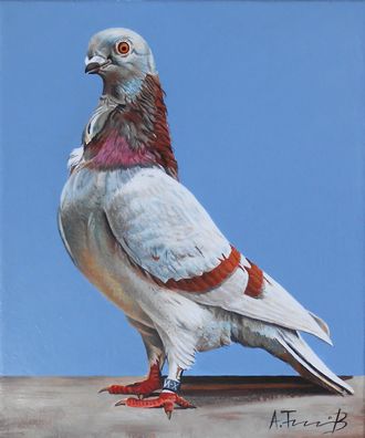 Pigeon