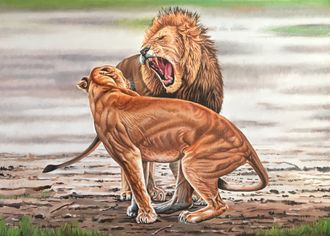 Lions 5