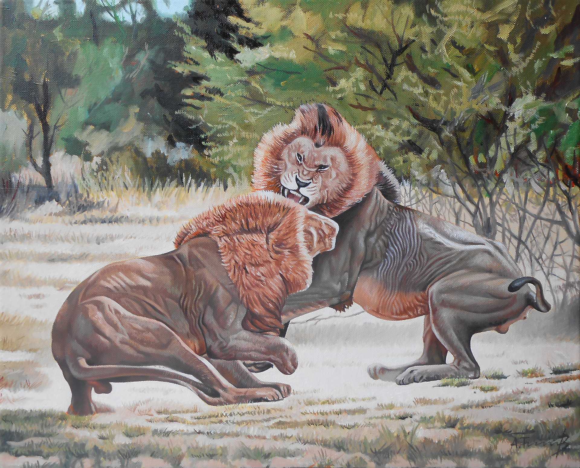 Lions fighting 4