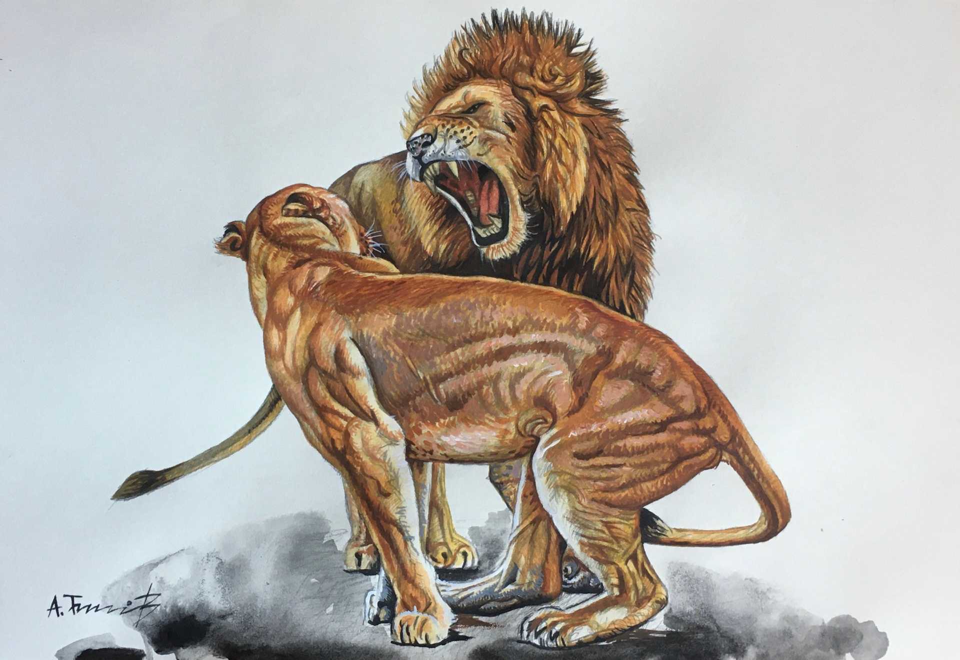 Lions 6